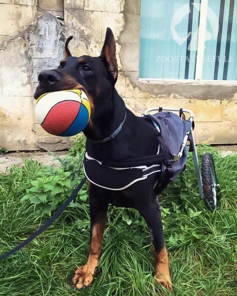 физическая реабилитация в ветеринарии