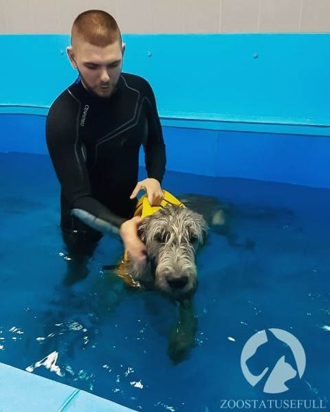 физическая реабилитация в ветеринарии