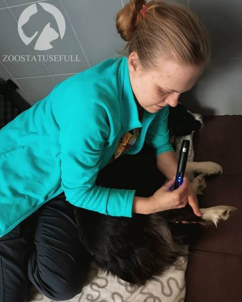 физическая реабилитация в ветеринарии