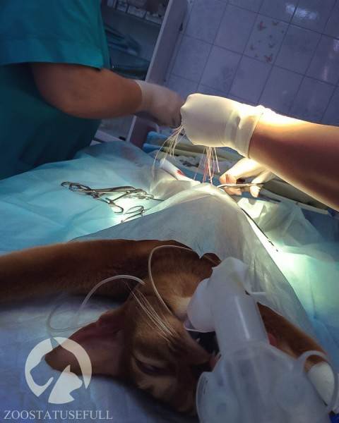 ингаляционный наркоз