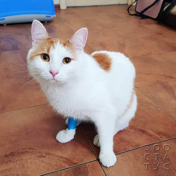 опасность печени для кошек