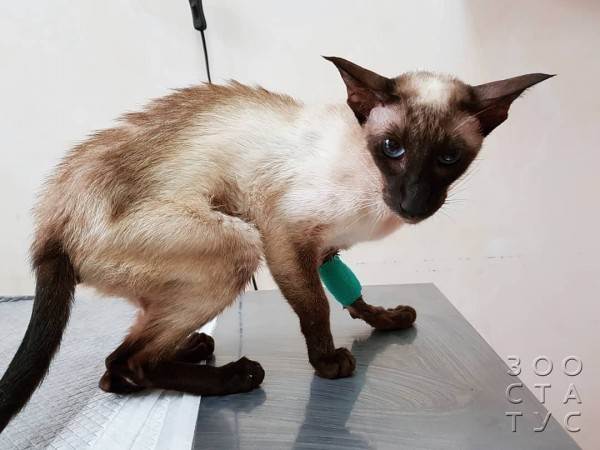 опасность печени для кошек