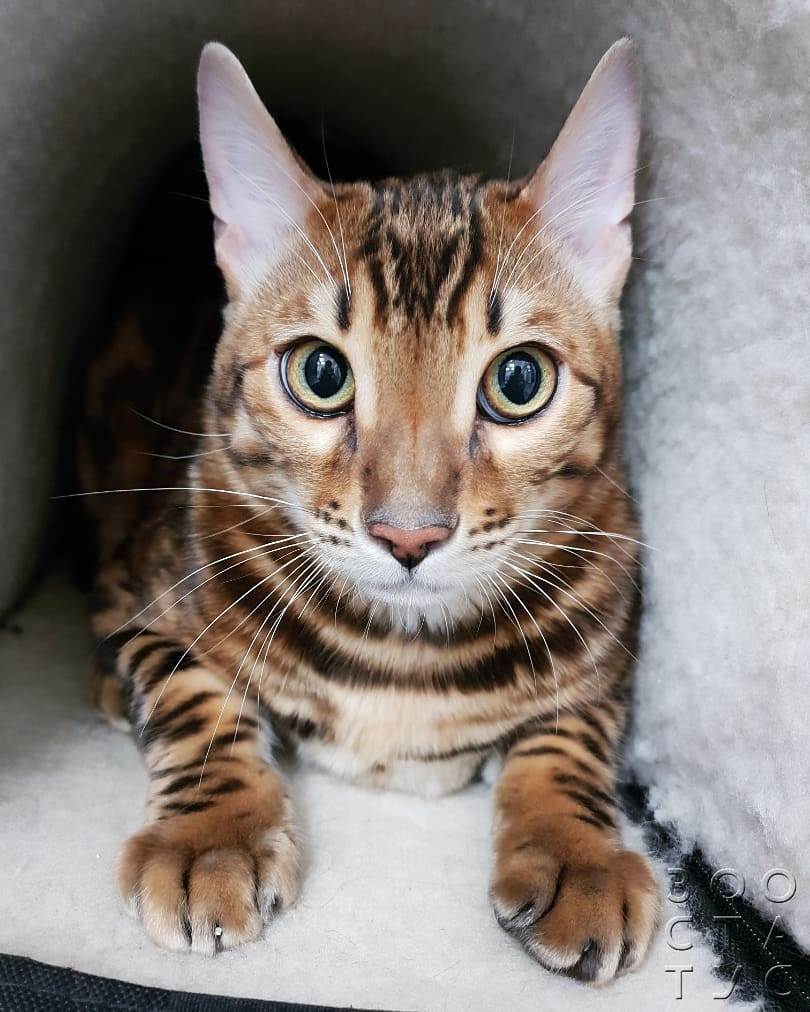 гипотермия у кошки