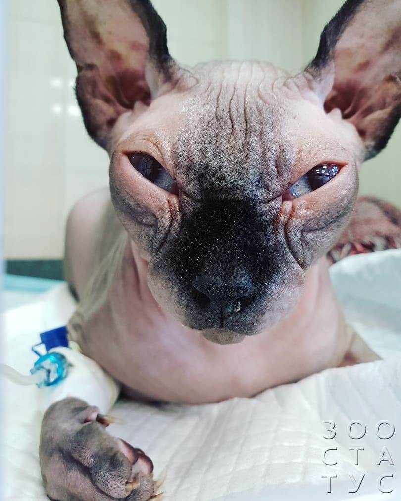 гипотермия у кошки