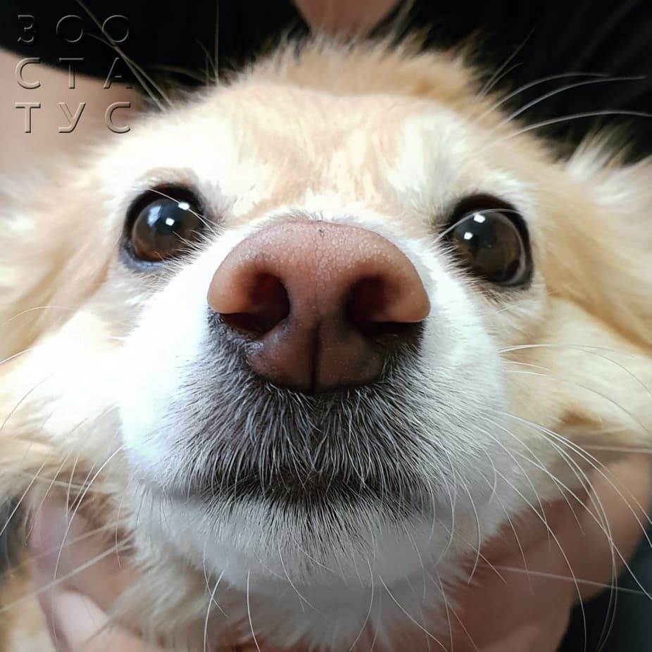 выделения из носа собаки