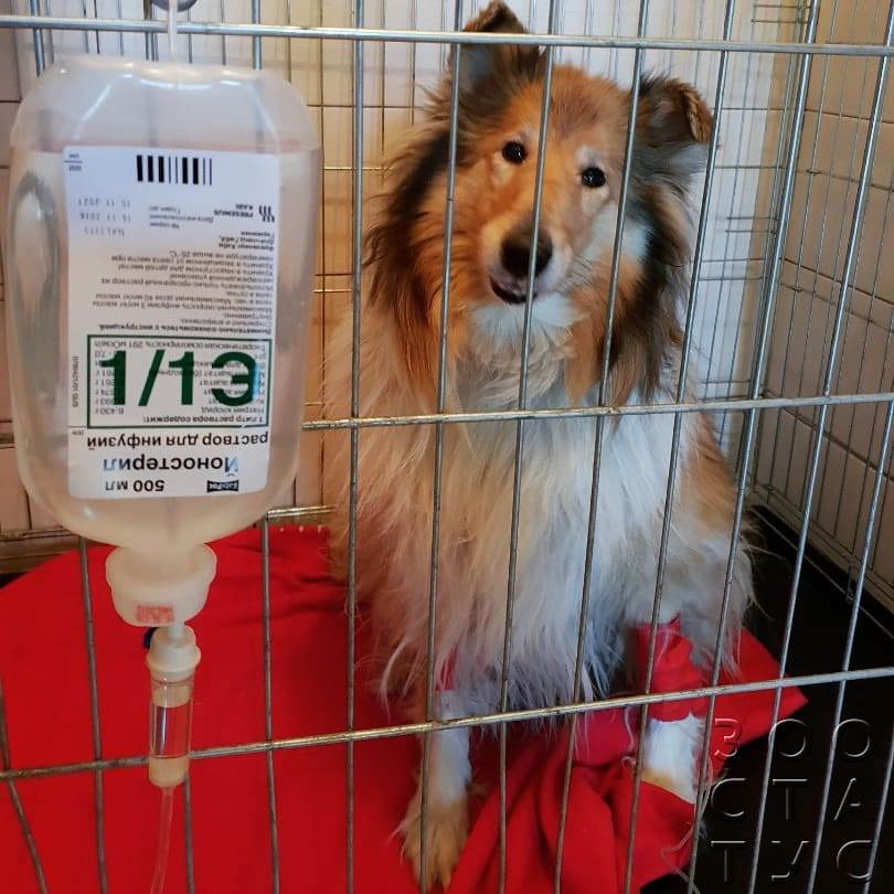 выделения из носа собаки