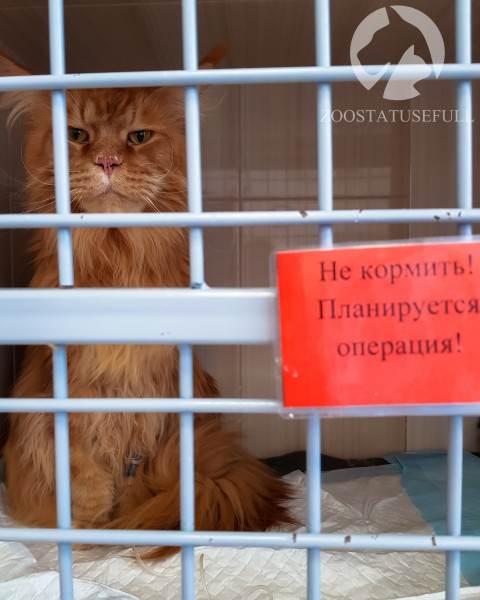 почему перед анестезией обязательна голодная диета