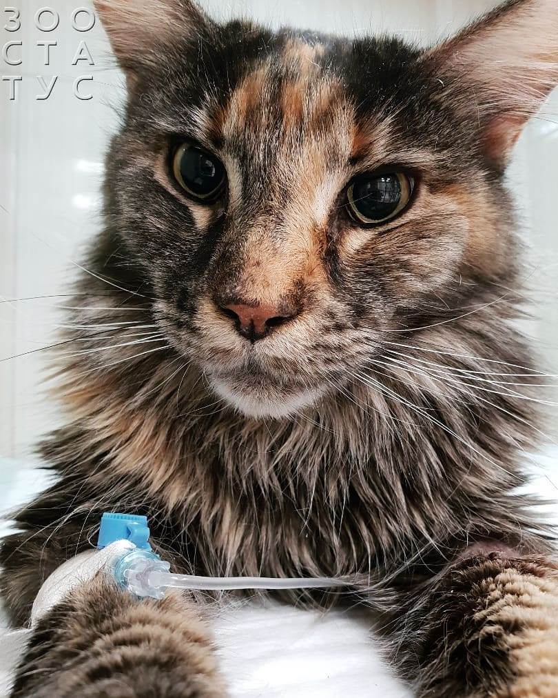 Хроническая почечная недостаточность у кошек Фото хроническая болезнь почек у кошек