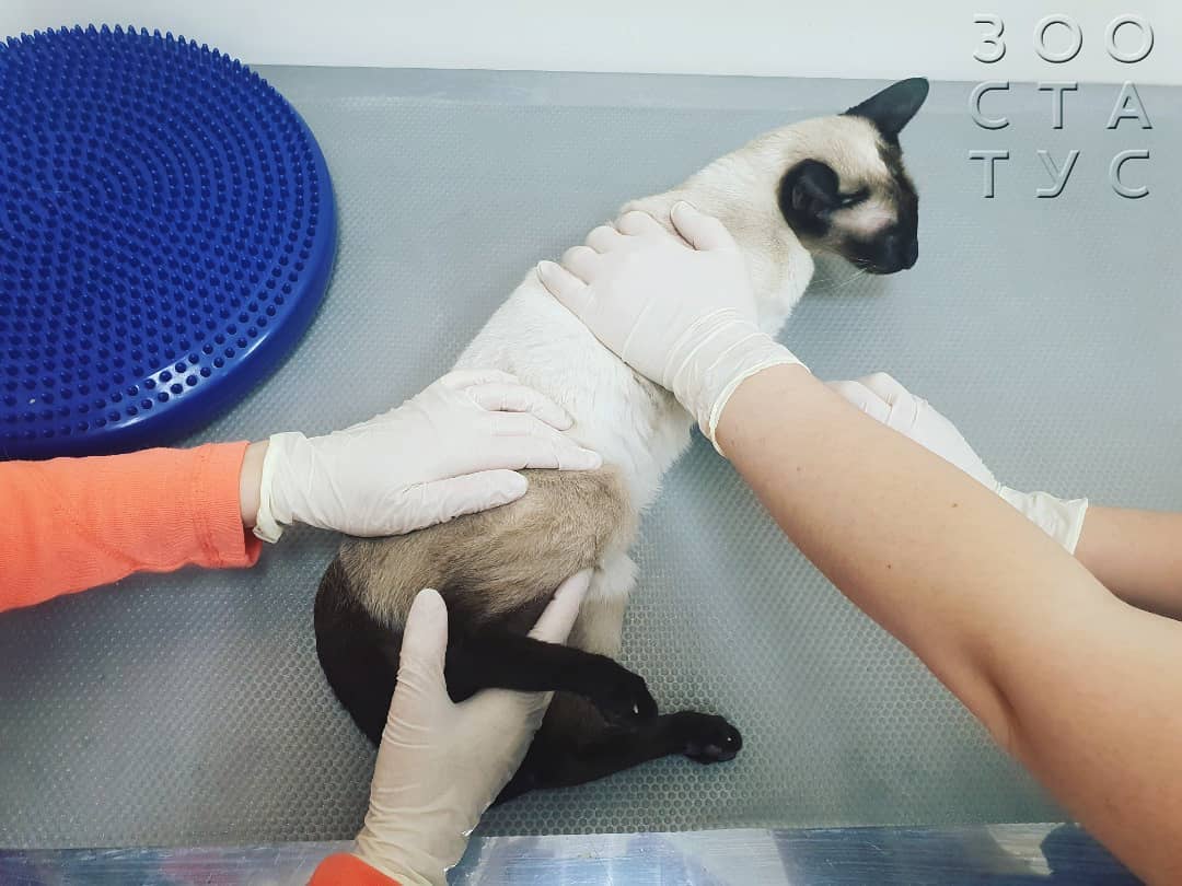 Хромота у кошек Фото кошка хромает на заднюю лапу