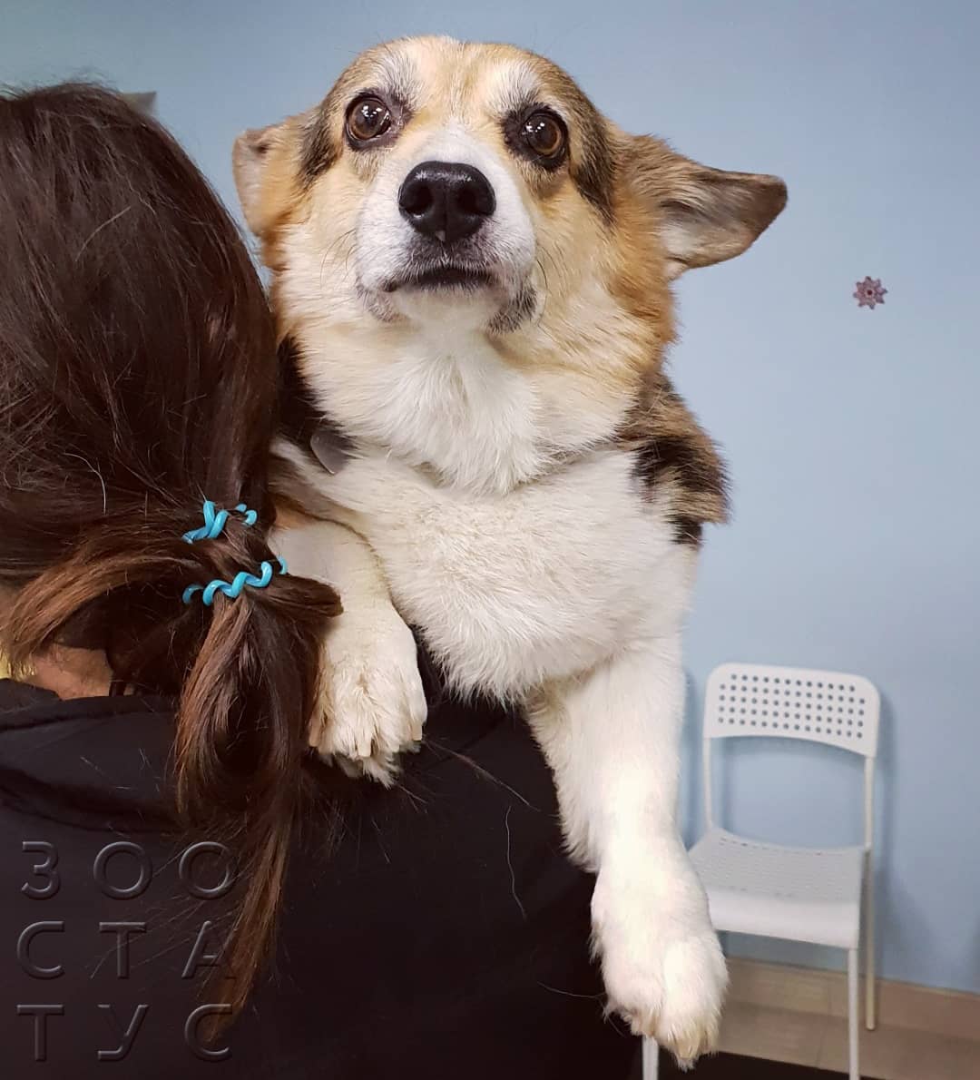 хромота у собак