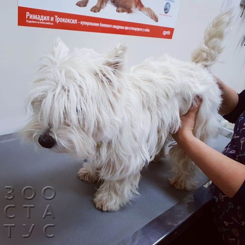 хромота у собак