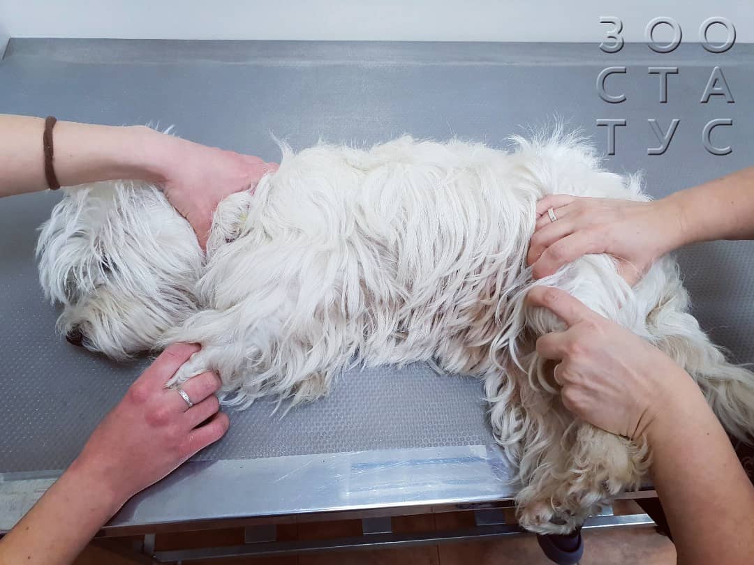 хромота у собак