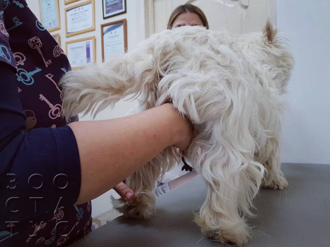 хромота у собак