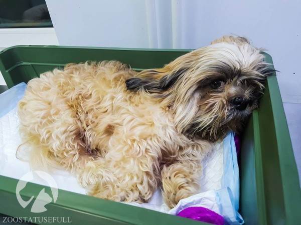 бмпд у собак