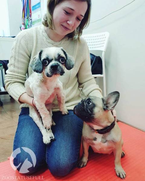 бмпд у собак