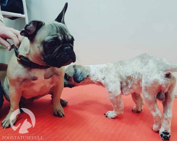 бмпд у собак