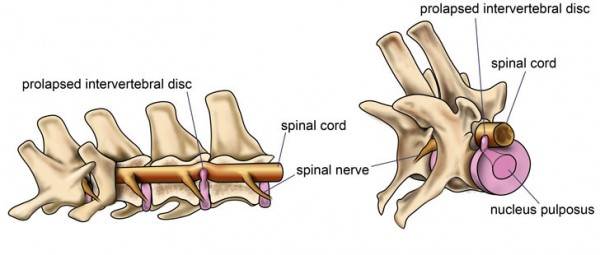 бмпд у собак