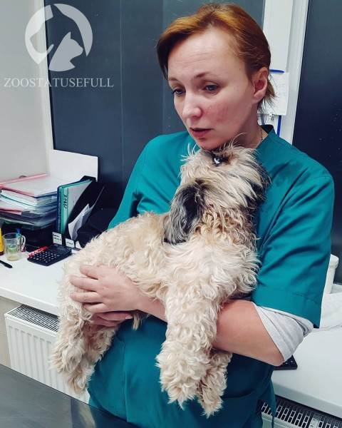 бмпд у собак