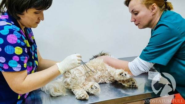 бмпд у собак