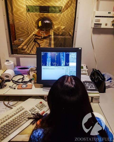 бмпд у собак