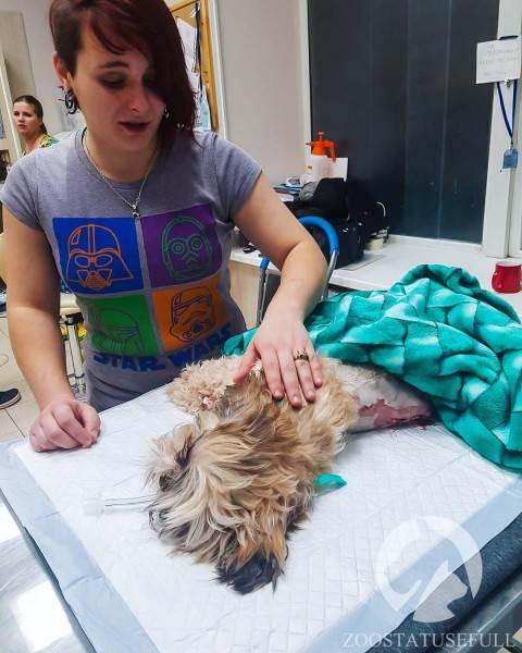 бмпд у собак