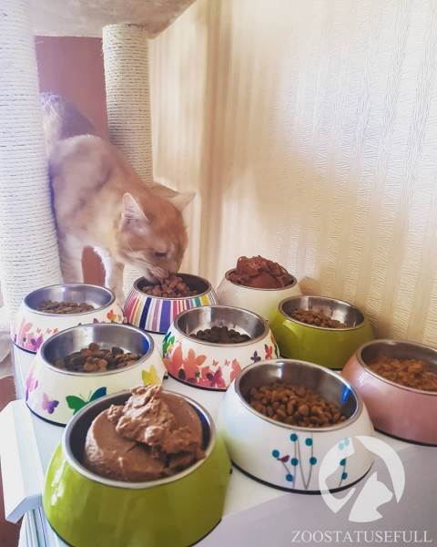 как определить хороший корм для кошки или собаки