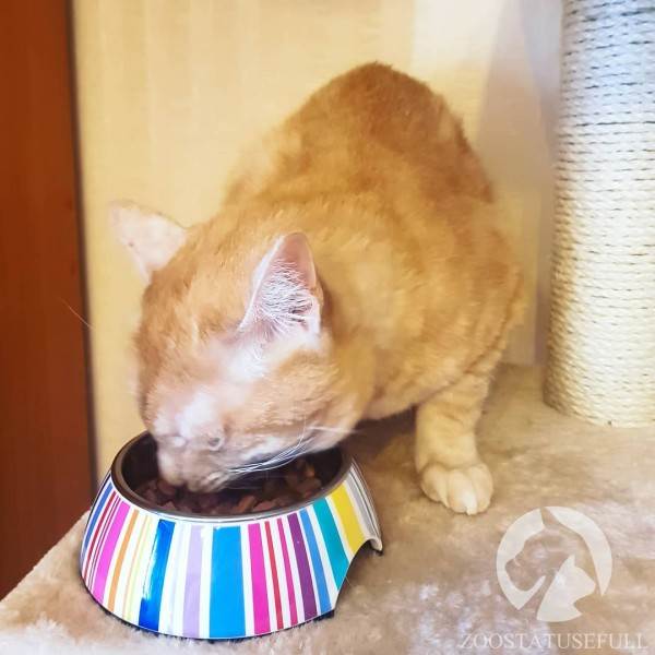 как определить хороший корм для кошки или собаки