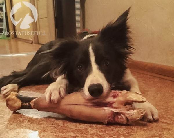 как определить хороший корм для кошки или собаки