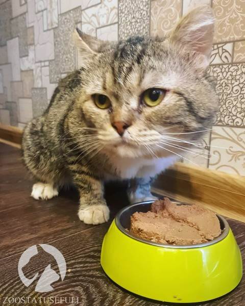 как определить хороший корм для кошки или собаки