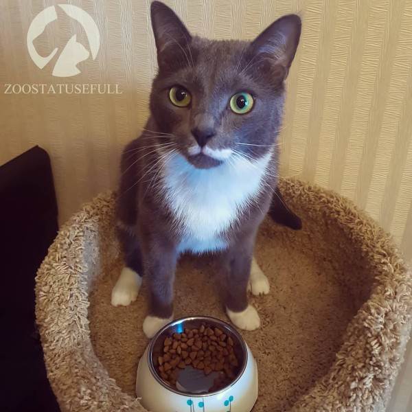 как определить хороший корм для кошки или собаки