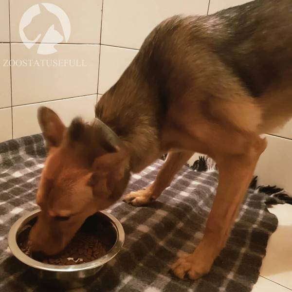 как определить хороший корм для кошки или собаки