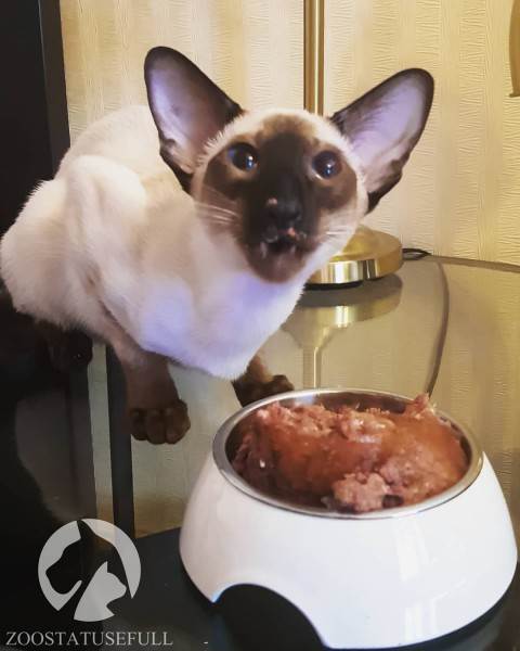 как определить хороший корм для кошки или собаки