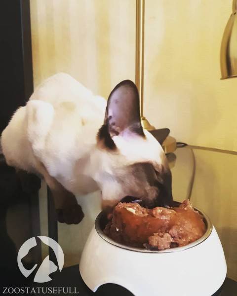 как определить хороший корм для кошки или собаки