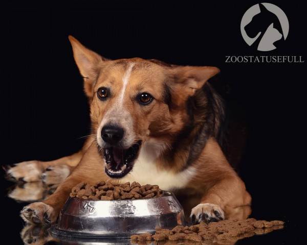 как определить хороший корм для кошки или собаки