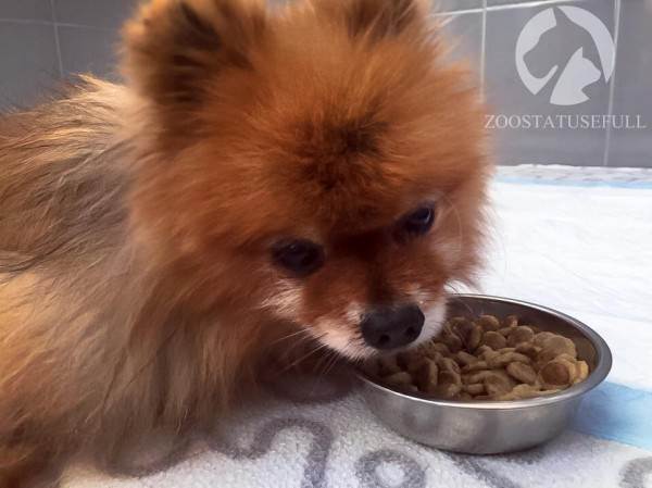 как определить хороший корм для кошки или собаки