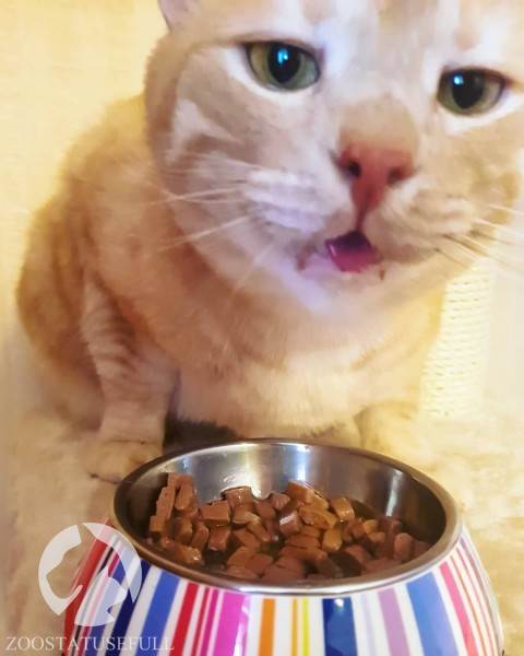 как определить хороший корм для кошки или собаки