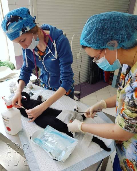 стерилизация кошек