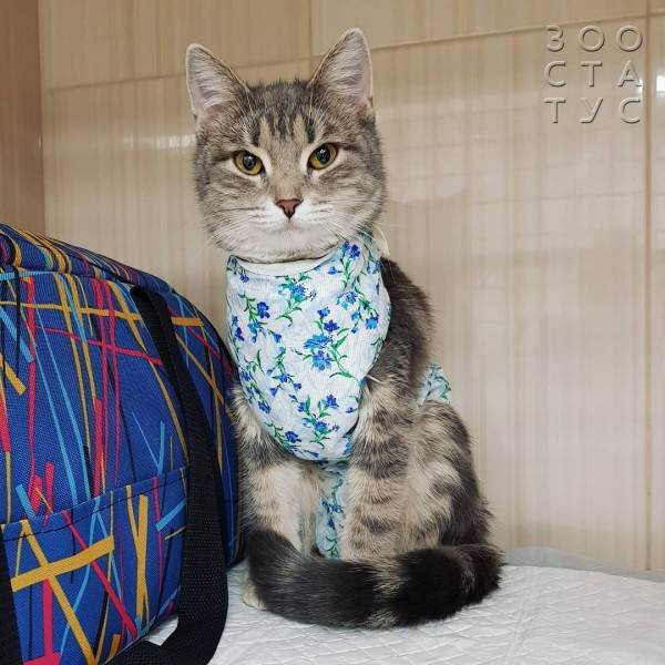 стерилизация кошек
