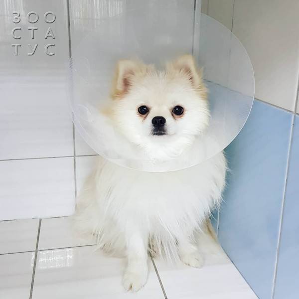 стерилизация кошек