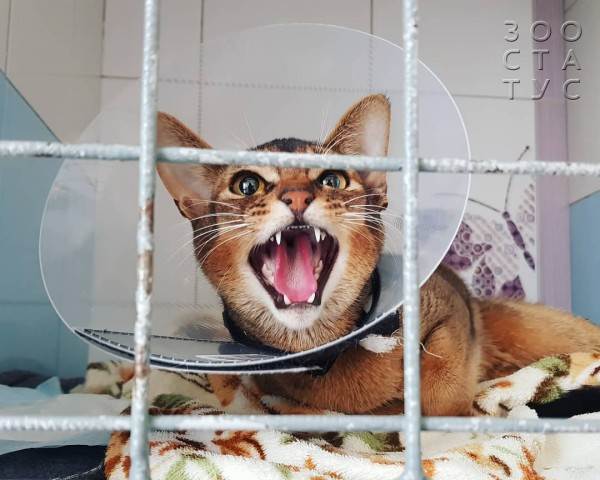 стерилизация кошек