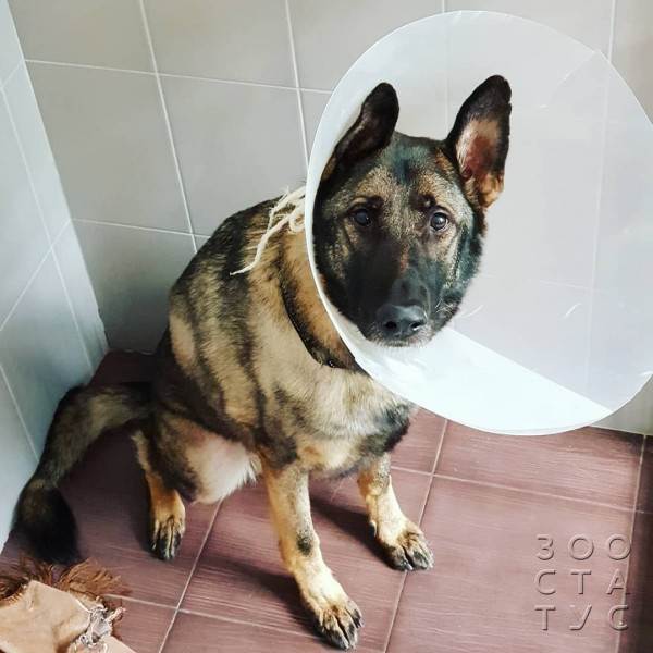 стерилизация кошек