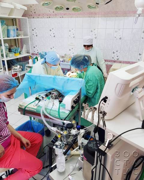 стерилизация кошек