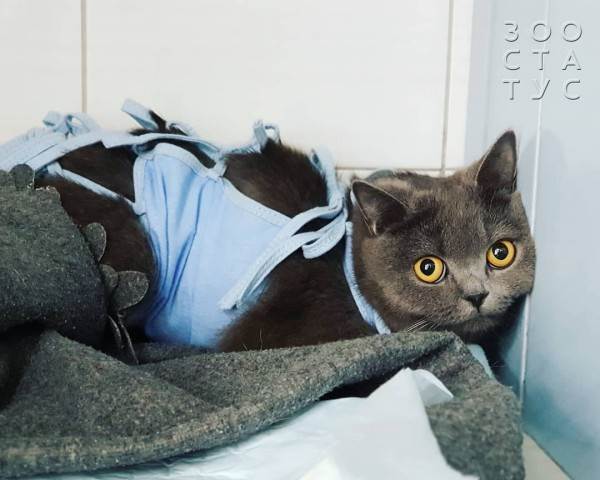 стерилизация кошек