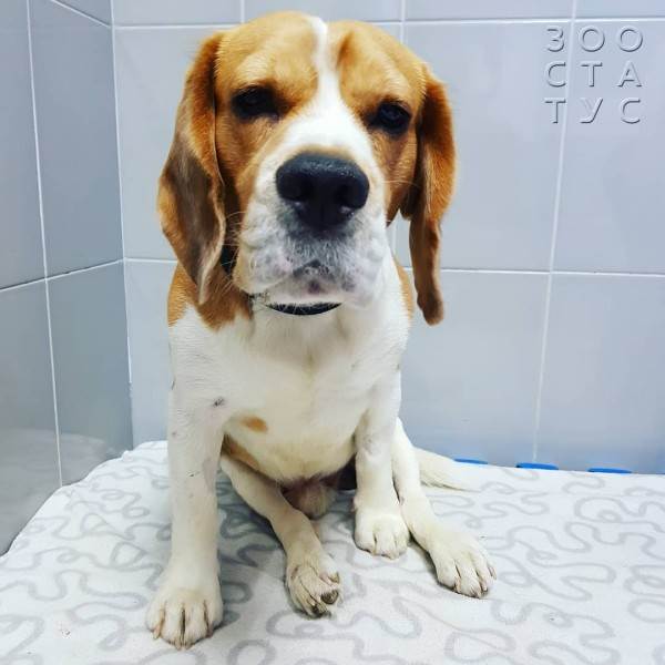 кормление животных-инвалидов