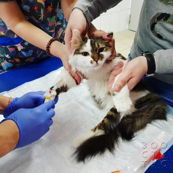 кормление животных-инвалидов