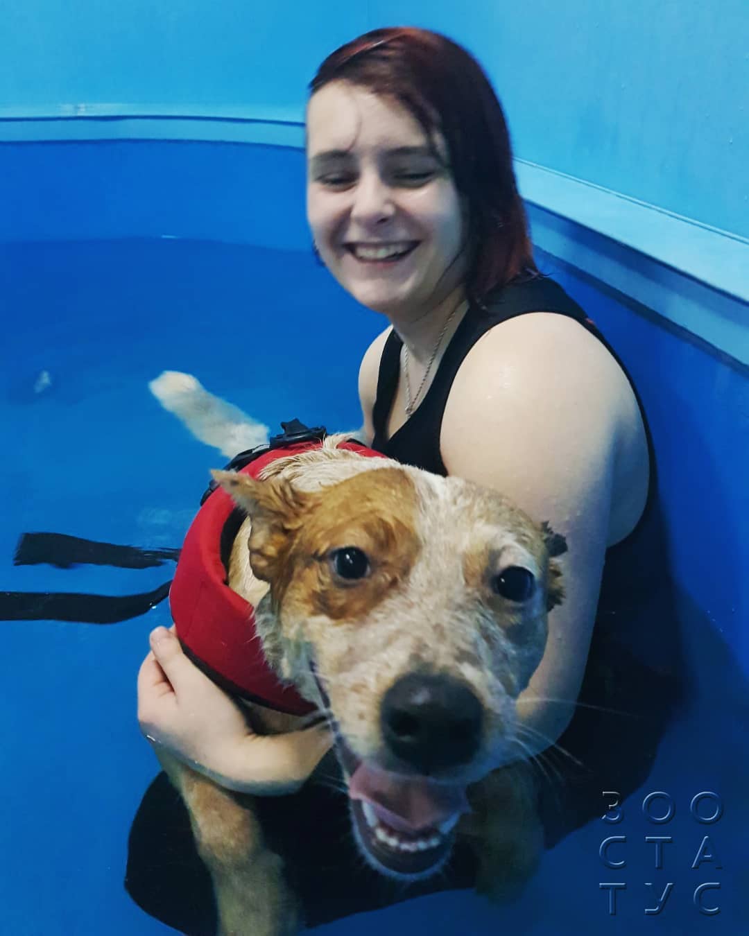 почему у кошек и собак разный корм