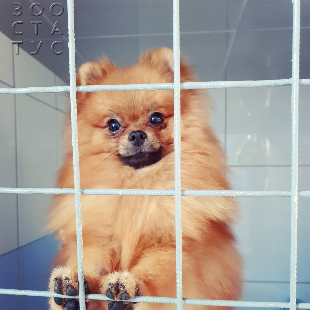 почему у кошек и собак разный корм