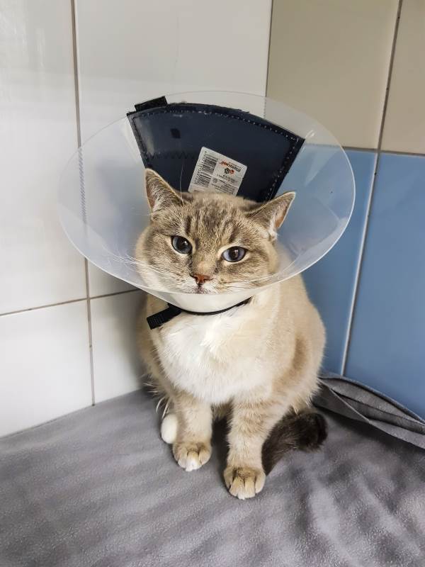 кошка в воротнике для защиты