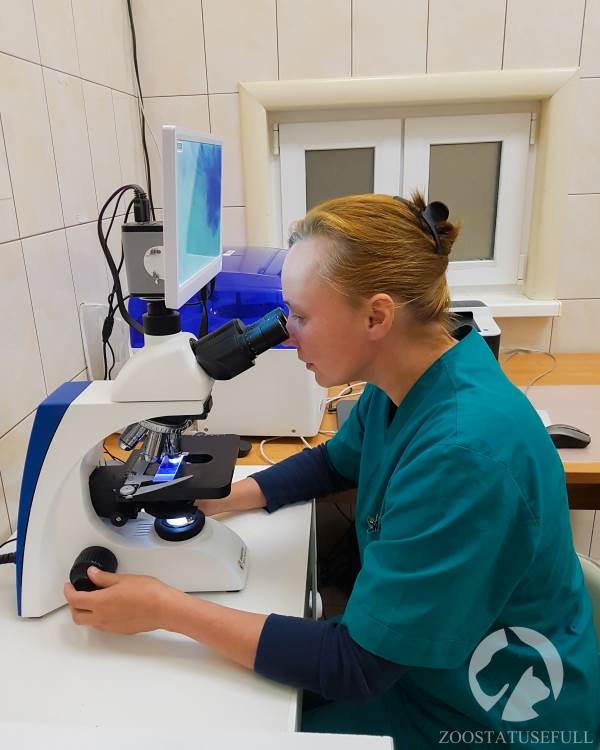 диагностика кожных заболеваний кошек