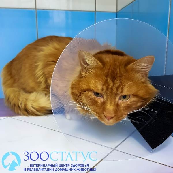 крипторхизм у котов